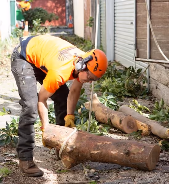 Arborist cutting tree log sections during tree removal in Glen Waverley residential property.