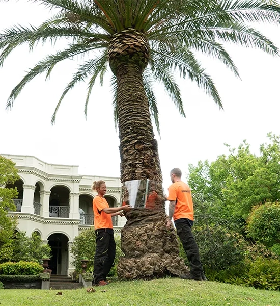 Arborists installing a compliant tree guard on a mature palm tree in a Doncaster residential property.