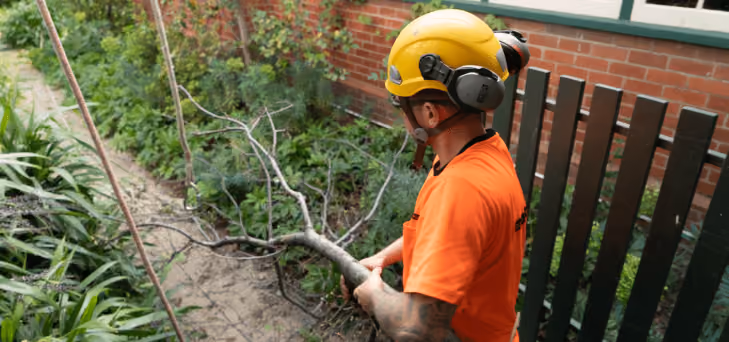 Arborist assessing branch removal beside Brunswick residential property.
