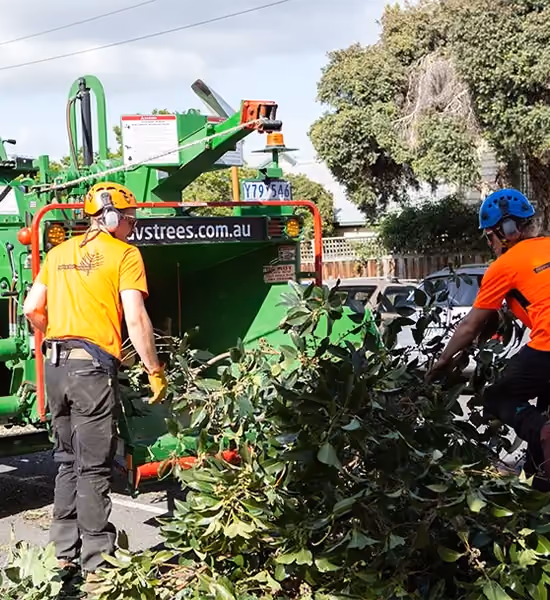 Arborists in Brighton processing green waste into mulch after tree removal.