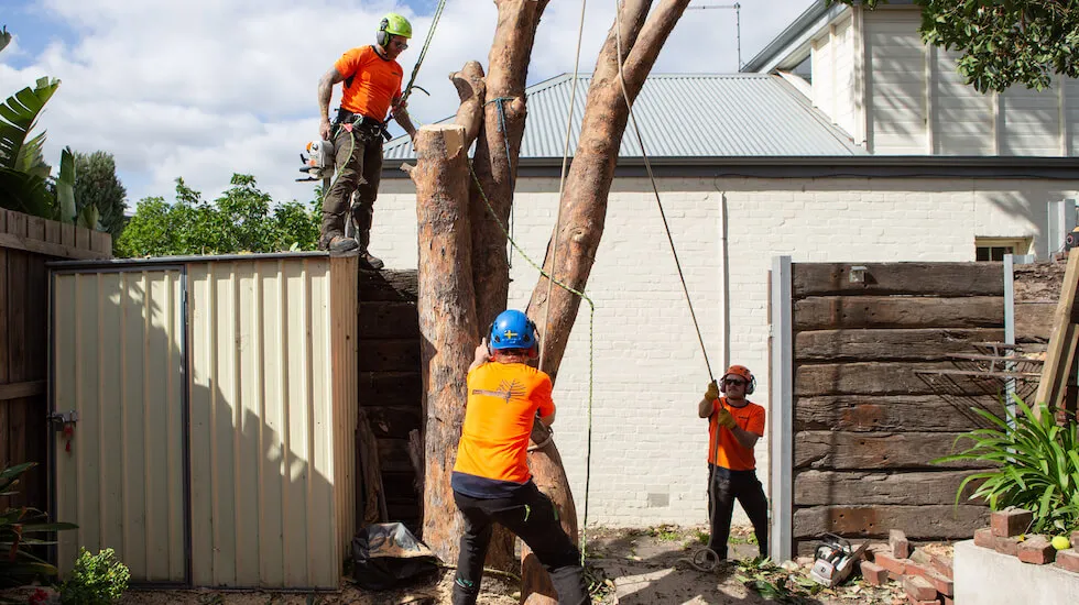 Professional arborists managing a large tree removal.