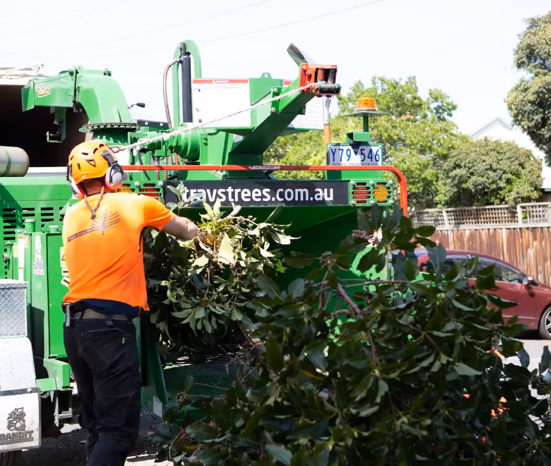 Emergency tree removal of a storm-damaged trunk by a qualified arborist