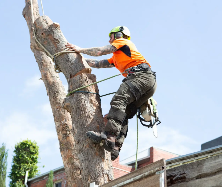 Emergency tree removal of a storm-damaged trunk by a qualified arborist