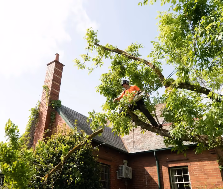 Emergency tree pruning to remove dangerous branches over a Melbourne home