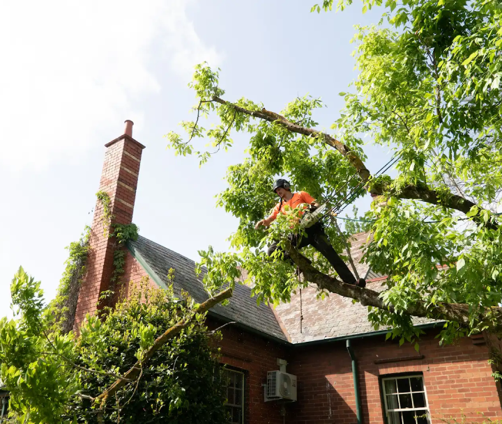Emergency tree pruning to remove dangerous branches over a Melbourne home
