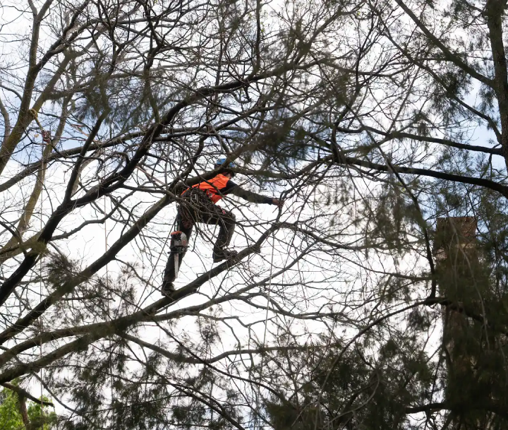 Emergency arborist removing hazardous branches after storm damage to restore safety