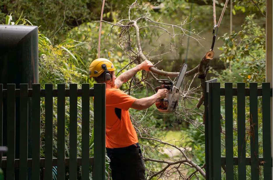 Removing a hazardous tree branch using rope access and safety equipment