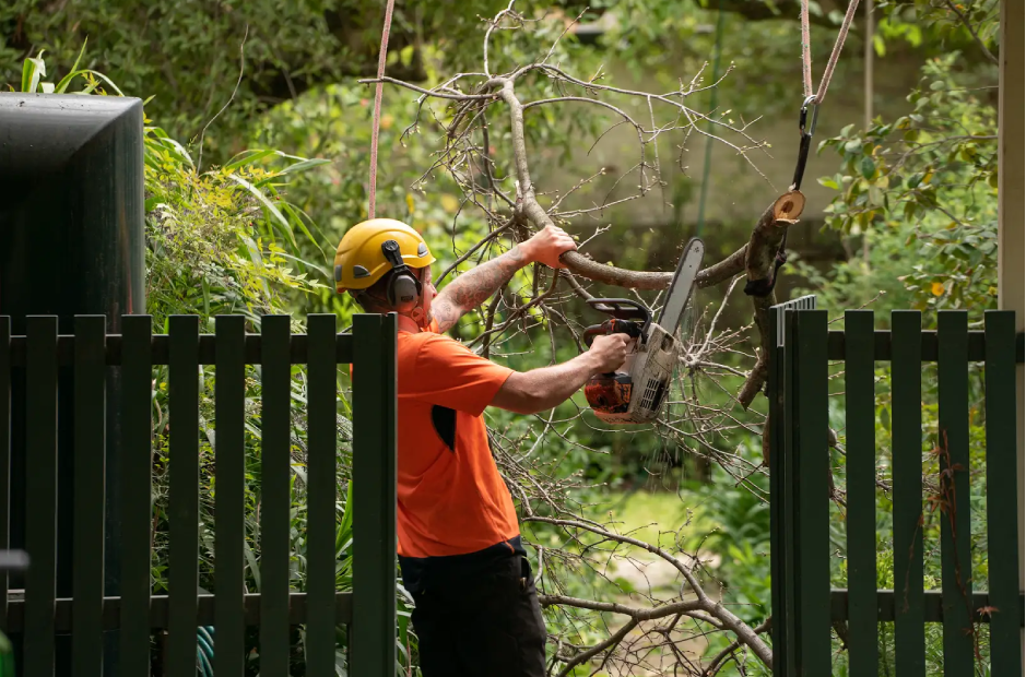 Removing a hazardous tree branch using rope access and safety equipment