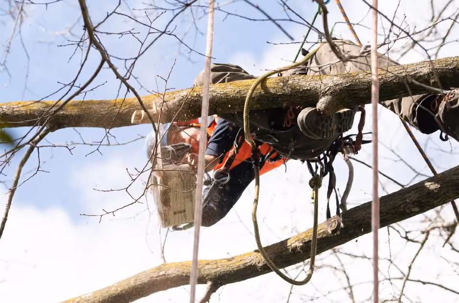 Cutting of a storm-damaged branch by a qualified arborist at height