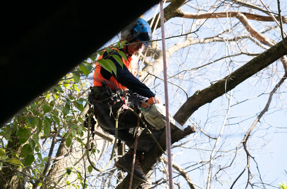 Arborist removing a hazardous tree branch using rope access and safety equipment