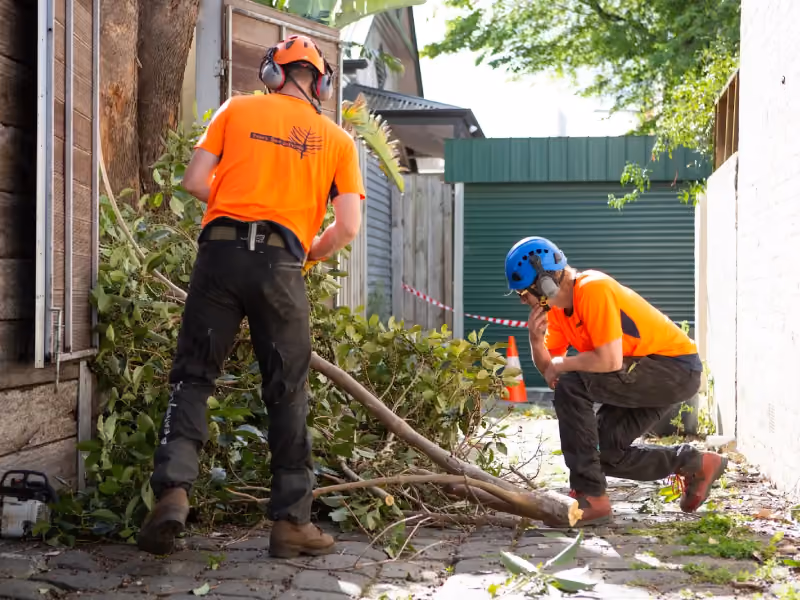 Two arborists managing fallen branches in a laneway