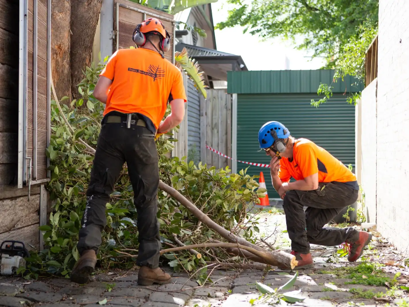 Two arborists managing fallen branches in a laneway