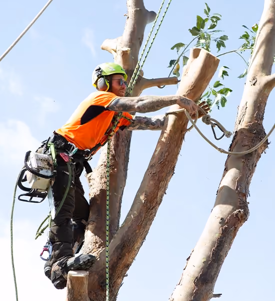 Qualified arborist performing controlled tree removal in Box Hill using safety harness and chainsaw.