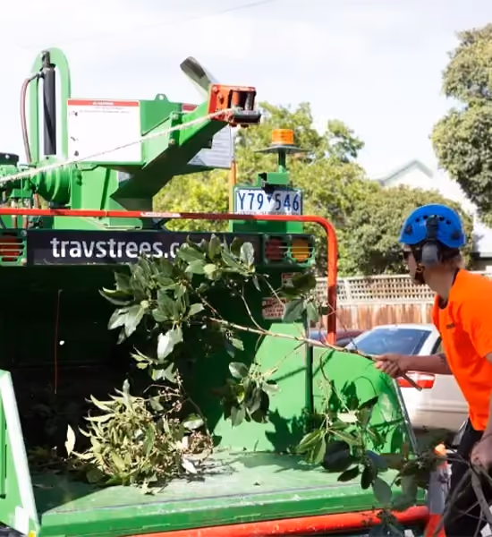 Arborist feeding tree branches into wood chipper during tree removal.