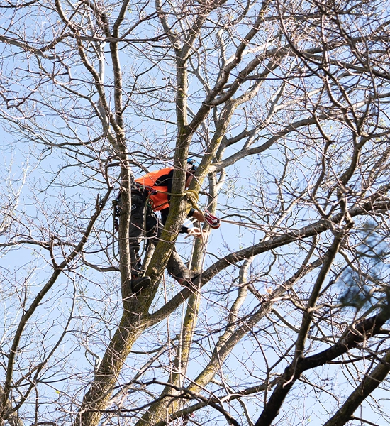 Arborist cutting branches from mature tree near residential property.