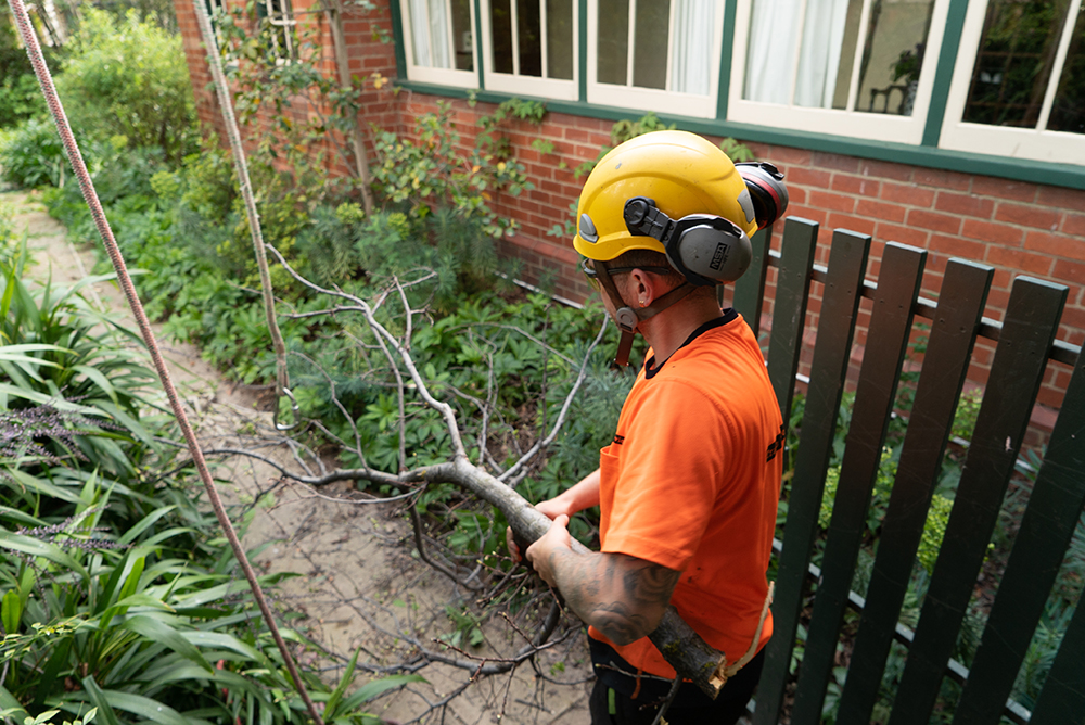 Tree removal clean-up near residential fence line.