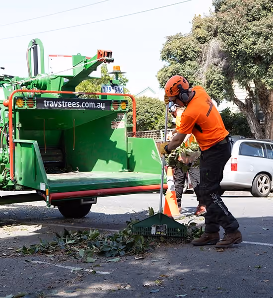 Arborist performing tree removal in Mount Waverley using wood chipper.