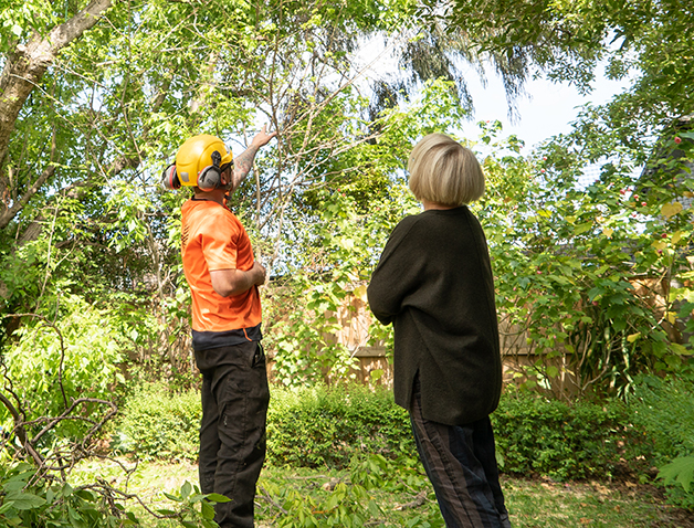 마운트 웨이벌리의 수목 관리 전문가가 주택 소유주에게 나무 제거에 대해 조언하고 있다.