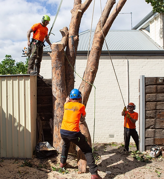 Arborists performing controlled tree removal in residential backyard.