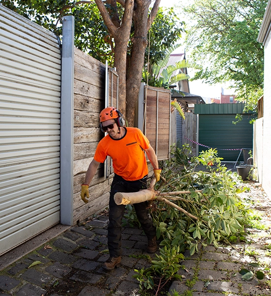 Arborist carrying a cut tree limb through a narrow Richmond laneway after tree removal work.