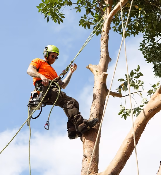 Arborist wearing a helmet and safety harness climbing a tall tree using ropes while performing tree maintenance.