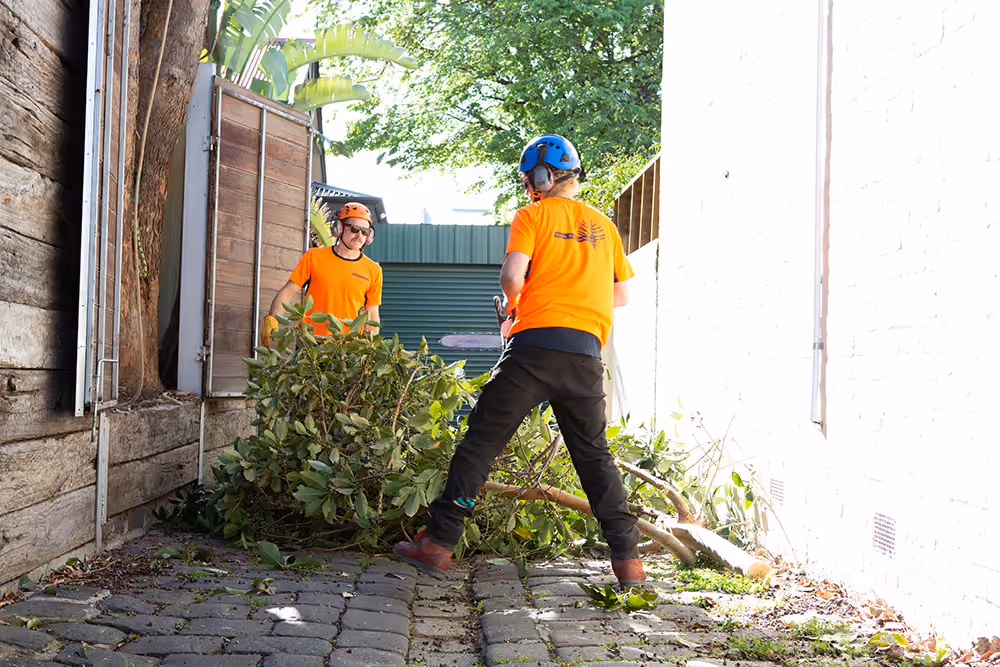 Two arborists wearing helmets and high-visibility shirts clearing freshly cut tree branches in a residential backyard during a tree removal job.
