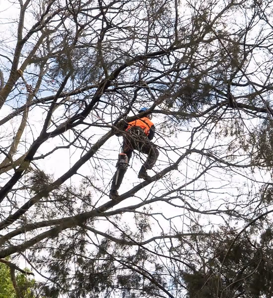 Arborist performing controlled tree removal above a Coburg home.