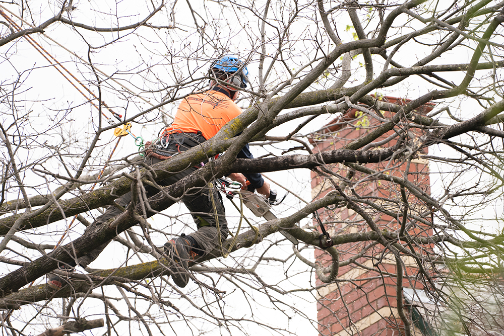 Experienced arborist carrying out safe tree removal in Coburg.