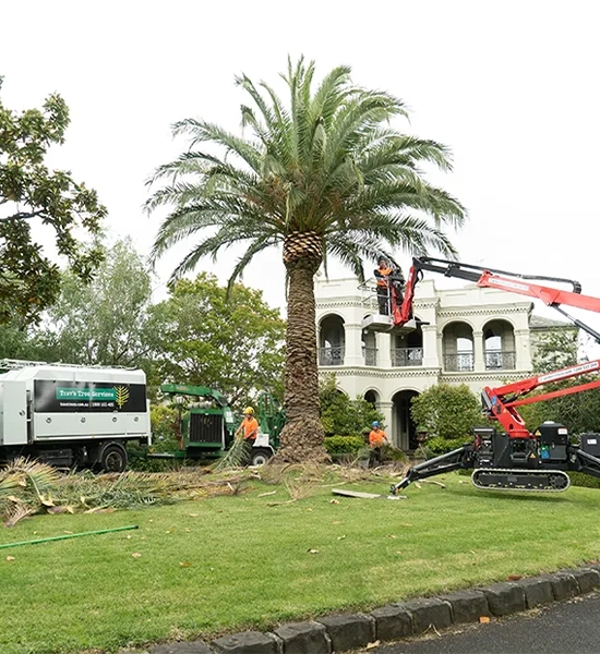 Arborists using elevated platform to remove a large palm tree in a residential garden.