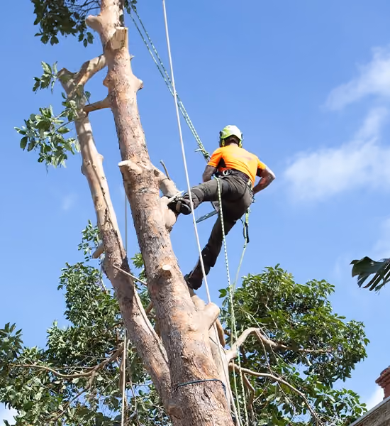 Arborist wearing safety gear climbing a tall tree with ropes while performing professional tree pruning against a clear blue sky.