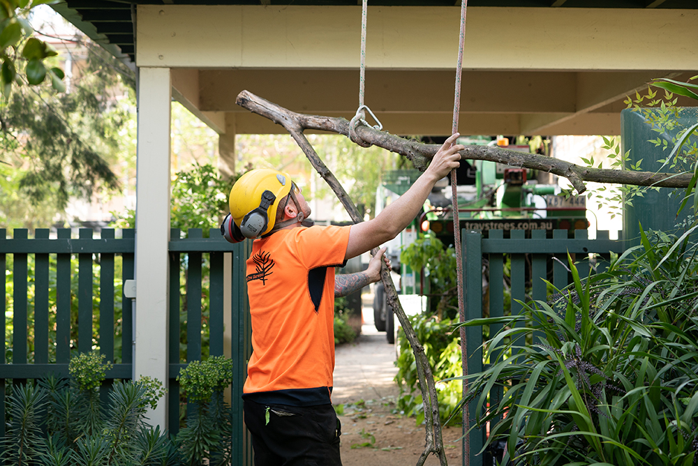 Arborist lowering a cut tree branch safely using rope rigging.