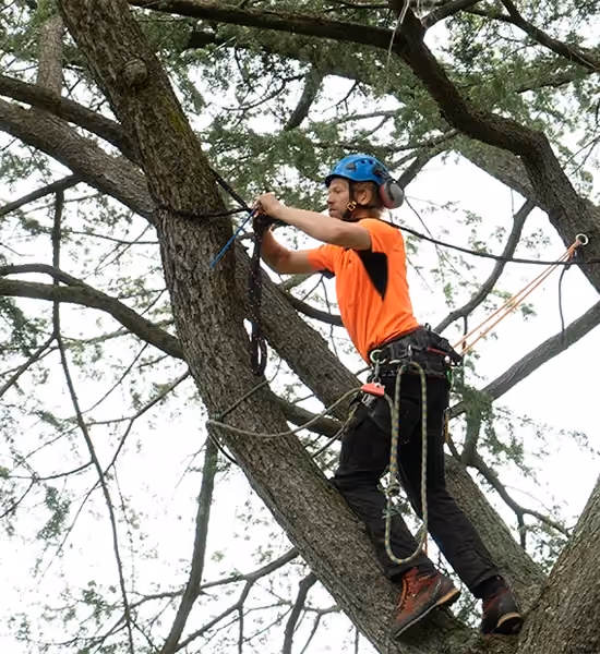 Arborist securing safety ropes while working high in a mature tree canopy.