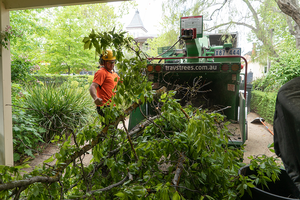 Arborist feeding freshly cut branches into a wood chipper during tree removal cleanup.