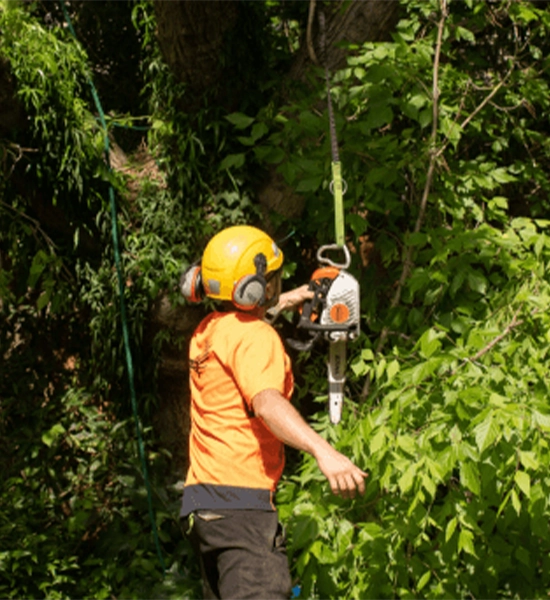 Arborist operating a chainsaw while suspended by ropes during a tree removal.
