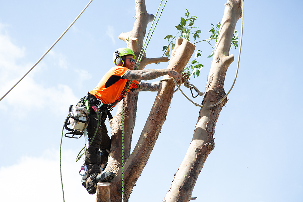 Arborist wearing a helmet and safety harness securing a cut tree limb with rope while working high in a tree during a professional tree removal.