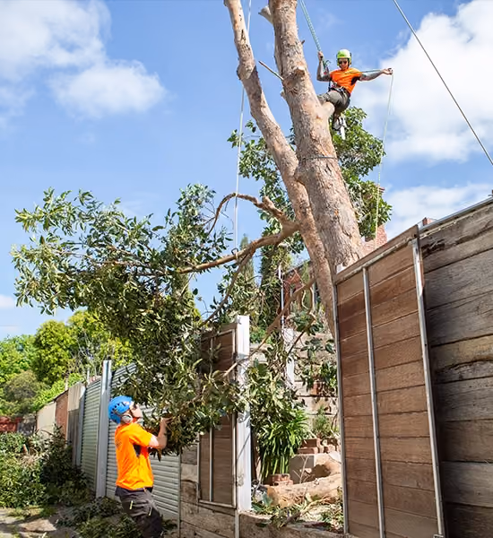 Arborist lowering a large tree branch with ropes while another crew member guides it from the ground.