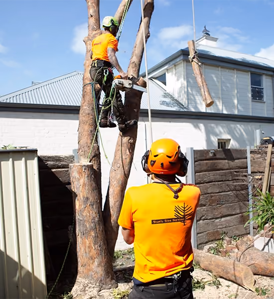 Arborists removing a tree in a residential backyard while a climber cuts branches and a ground crew member manages ropes below.