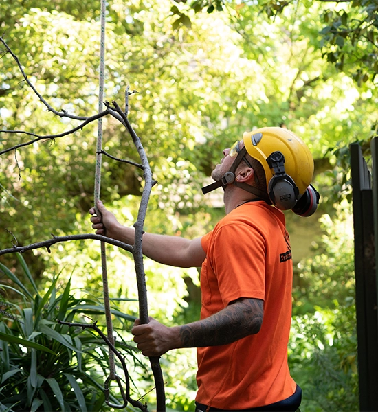 Arborist inspecting and handling a tree branch while assessing tree condition in a residential garden.