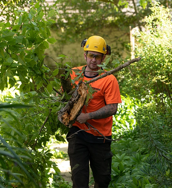 Arborist carrying a large cut tree branch through a garden after pruning work.