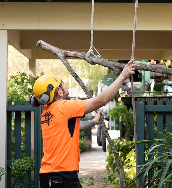 Arborist guiding a lowered tree branch safely with ropes during a residential tree removal job.