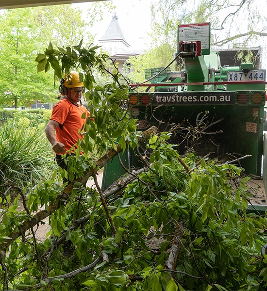 수목 관리사가 나무 가지치기 작업을 마친 후 갓 잘라낸 가지를 목재 분쇄기에 넣고 있다.