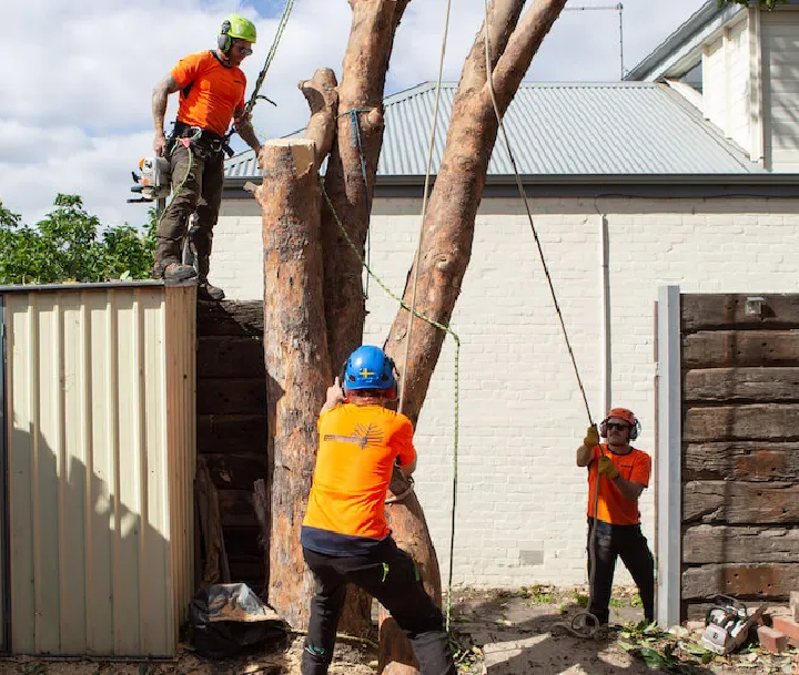 Des arboristes professionnels chargés d'un abattage d'arbre de grande envergure.