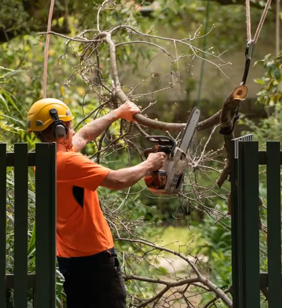 Arborist safely cutting and lowering a tree branch in a residential backyard.