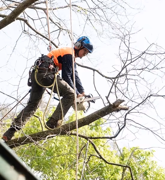 Arborist safely pruning tree branches above a residential property.