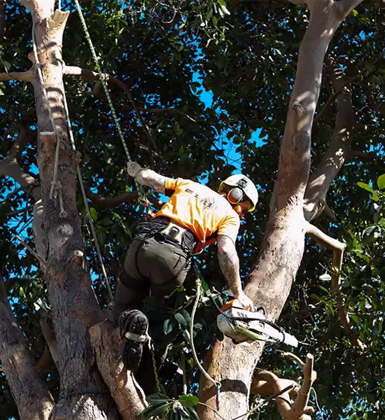 Qualified arborist using a chainsaw while secured in a mature tree during professional tree pruning work.
