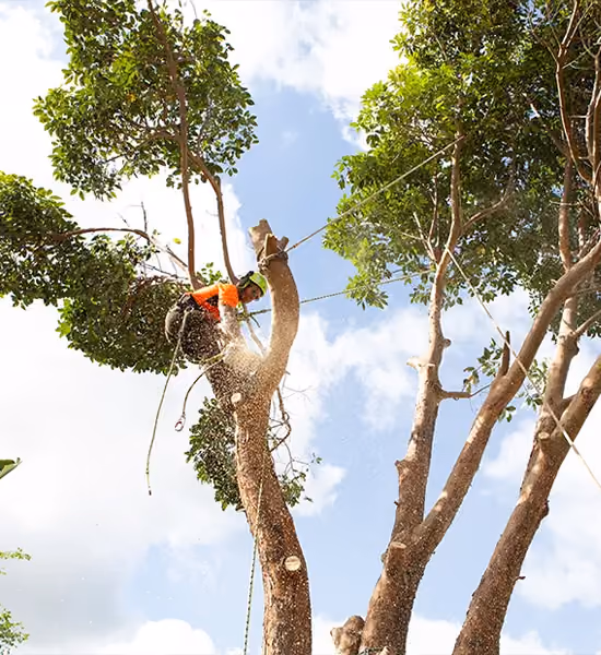 Arborist safely removing a large tree using climbing equipment.