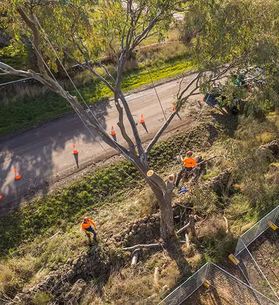 Arborists removing a large roadside eucalyptus tree using ropes and safety equipment during a tree removal project.