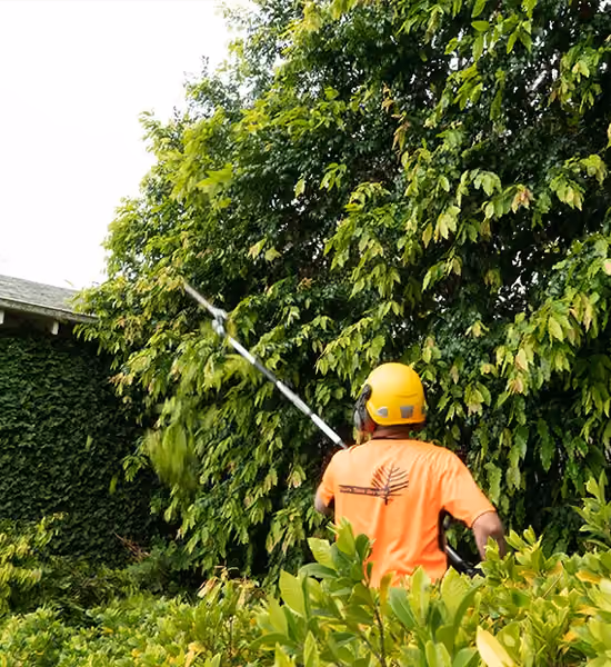 Professional arborist trimming a mature tree in a residential garden.