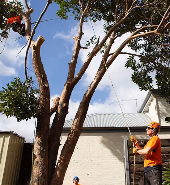 Arborists safely removing a large tree from a residential backyard.