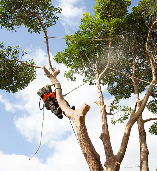 Tree pruning in progress with an arborist working safely in the canopy.